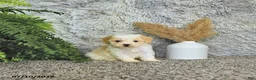 Toy Poodle dogs for sale: Benson   EXTRA SMALL - Ad 3