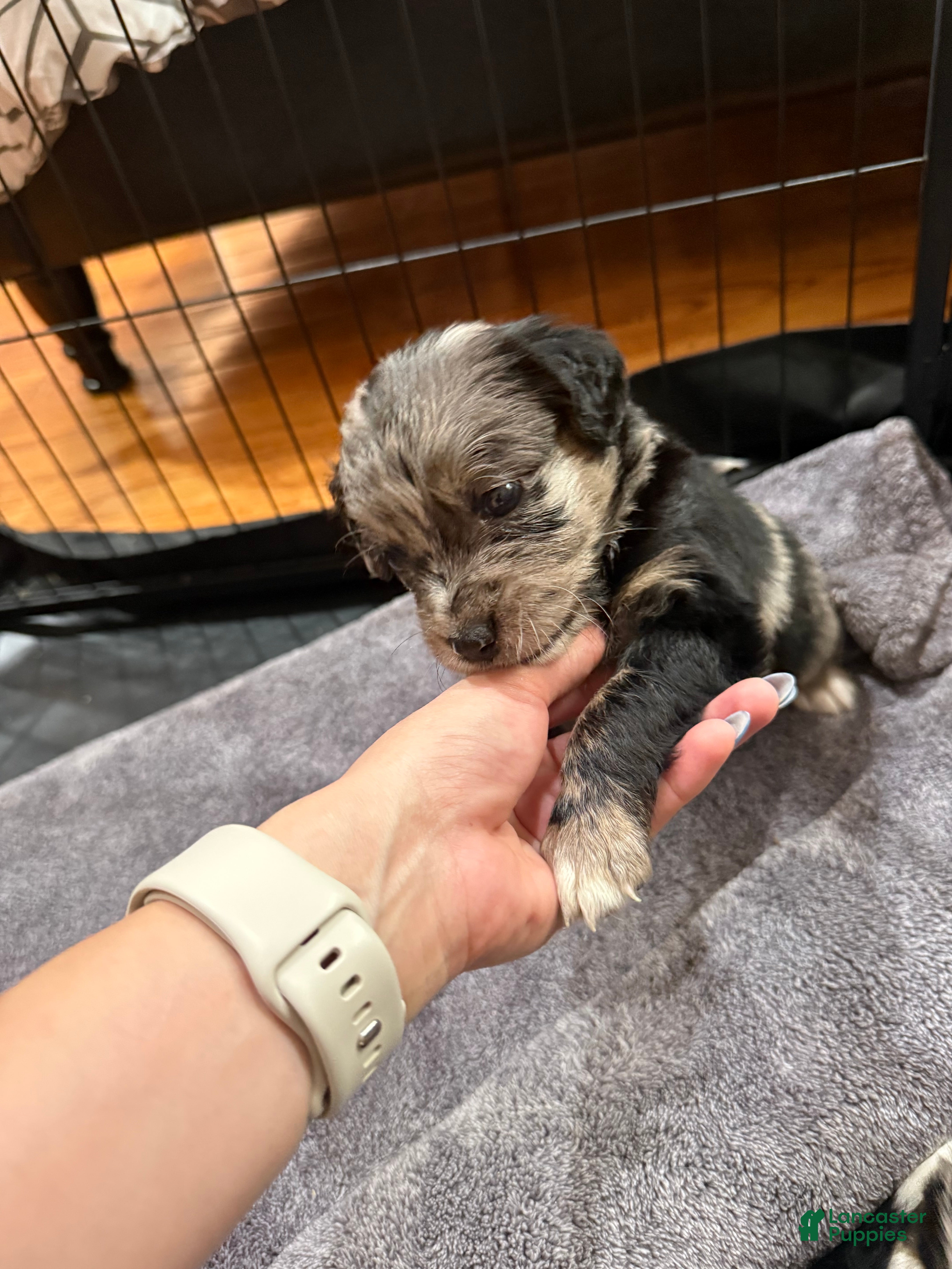Mixed Breed dogs Nova - Ad 2