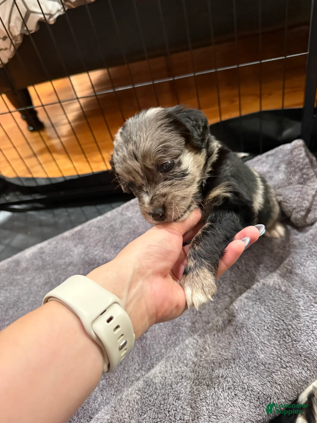 Mixed Breed dogs for sale: Nova - Ad 2