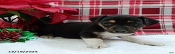 Mixed Breed dogs for sale: Tina - Ad 2
