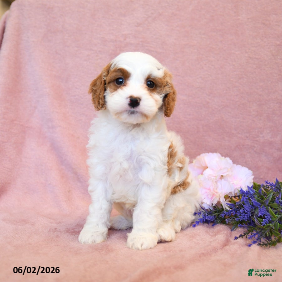 Cavapoo dogs Fancy - Ad 2