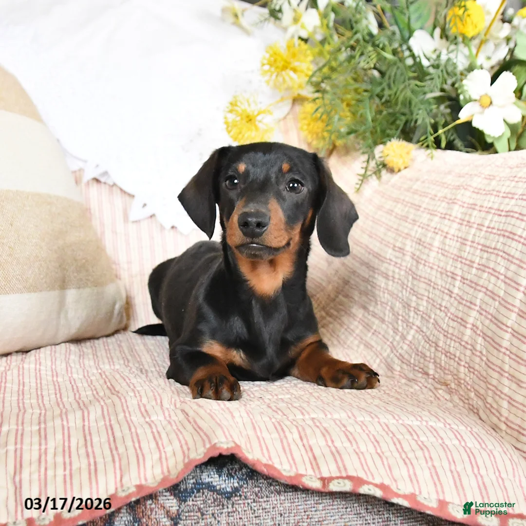 Dachshund dogs for sale: Holden - Ad 1