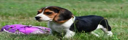 Beagle dogs for sale: Piper - Ad 8