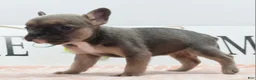 Mixed Breed dogs for sale: Nova blue  - Ad 7