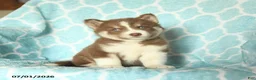 Pomsky dogs for sale: Hershey - Ad 1