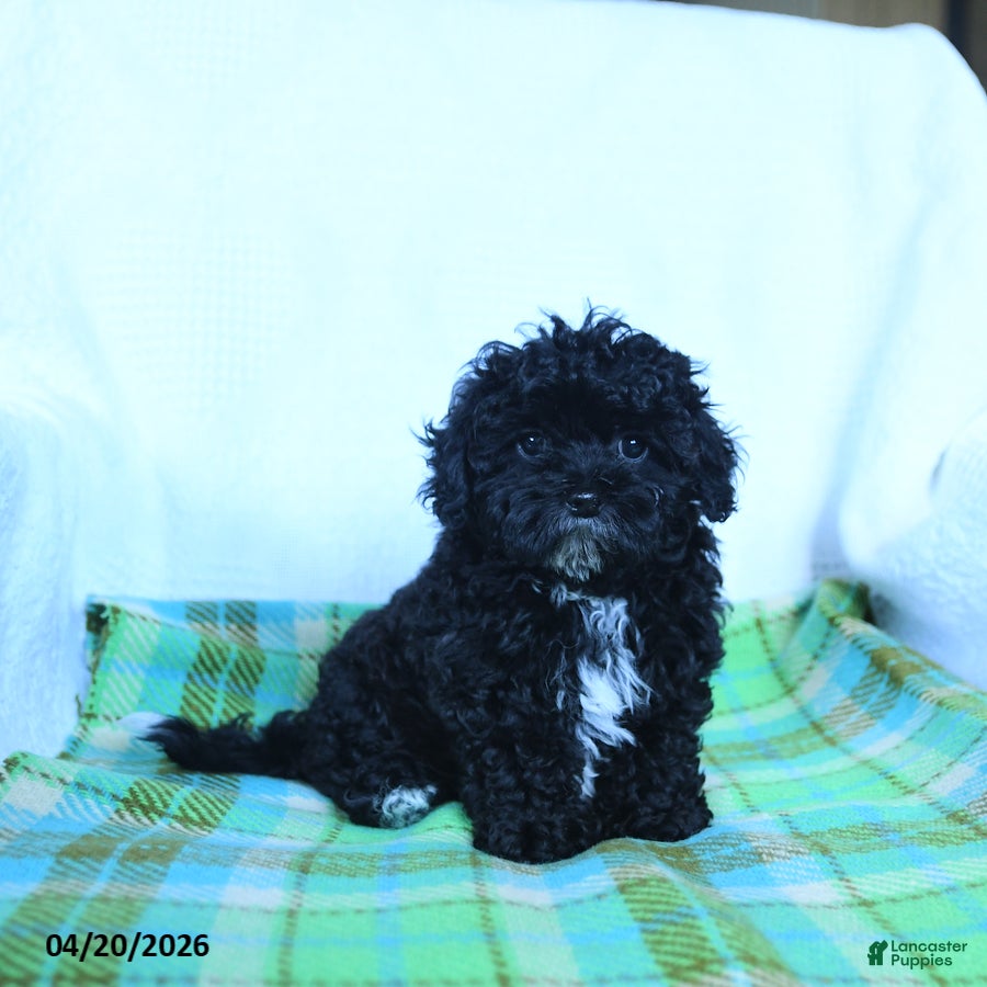 Shihpoo dogs Tucker - Ad 1