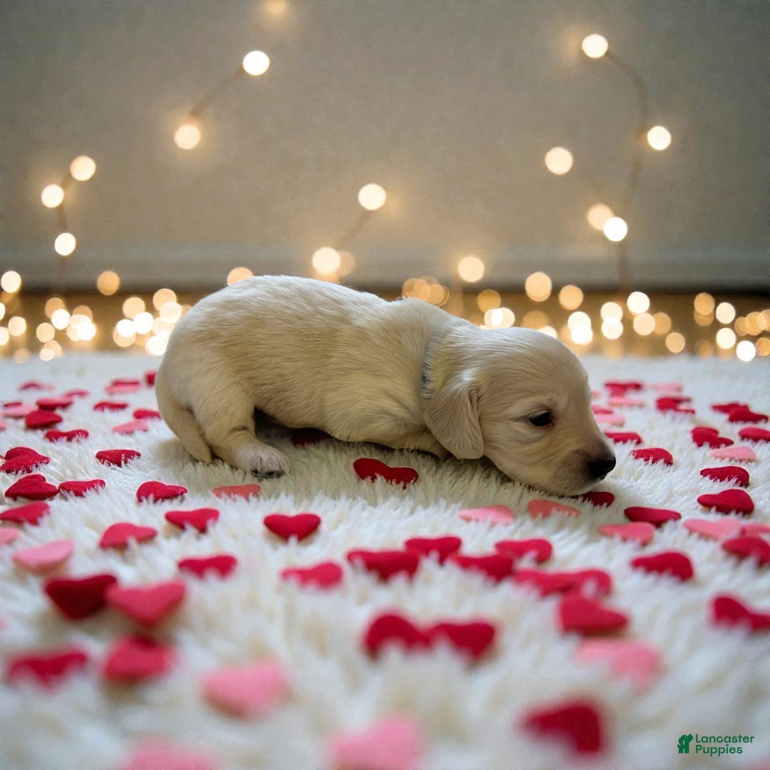 Miniature Dachshund dogs for sale: Levi - Ad 3