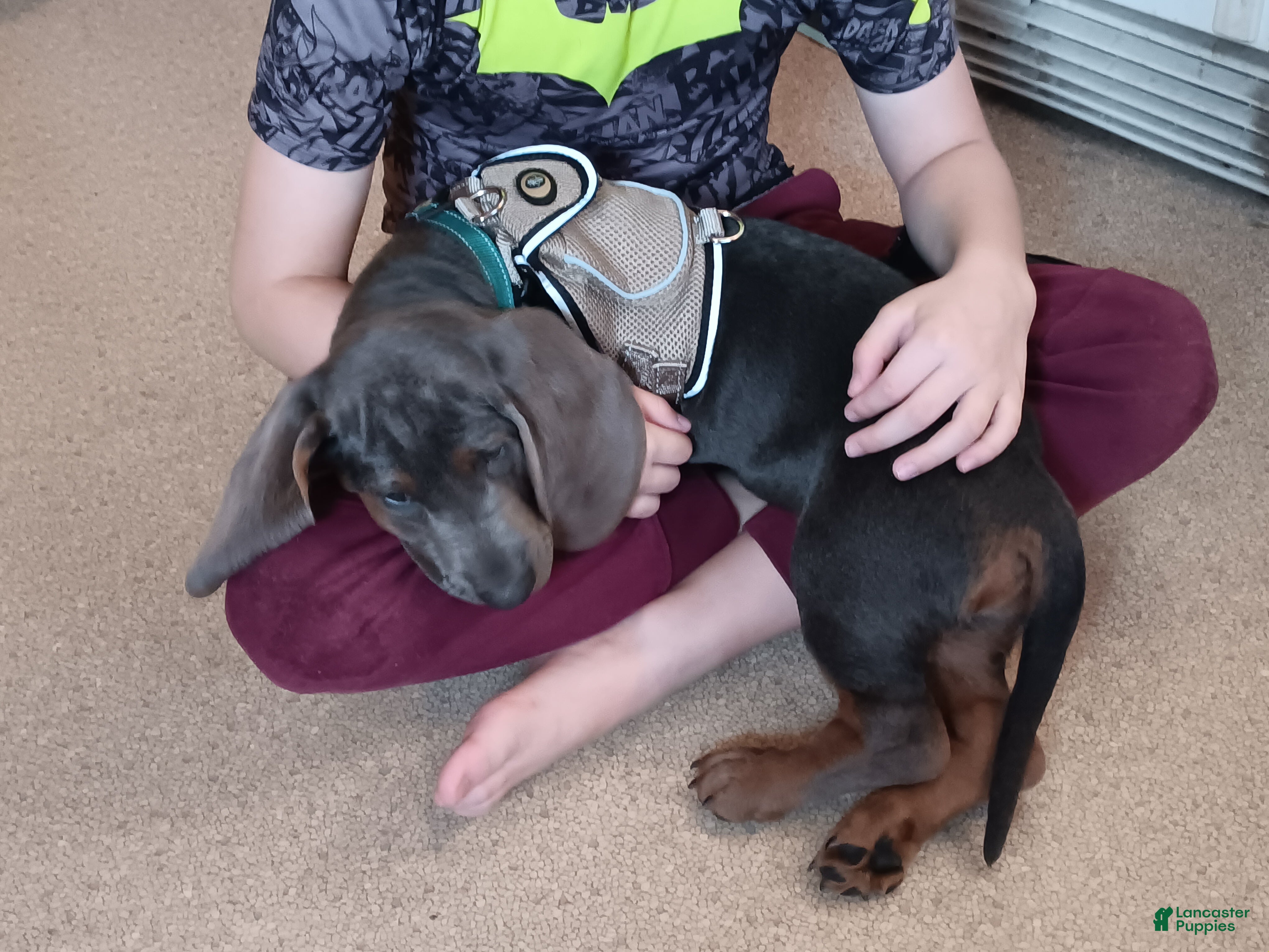 Basset Hound dogs for sale: Tucker  - Ad 1