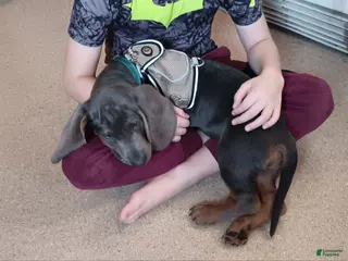 Basset Hound dogs Tucker - Ad 8