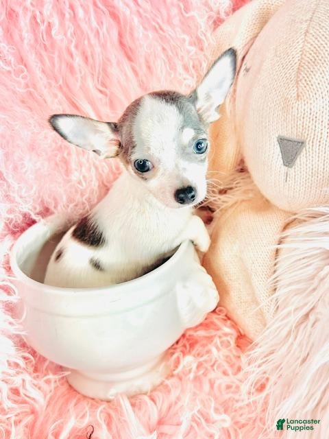 Chihuahua dogs Chihuahua 1 - Ad 1