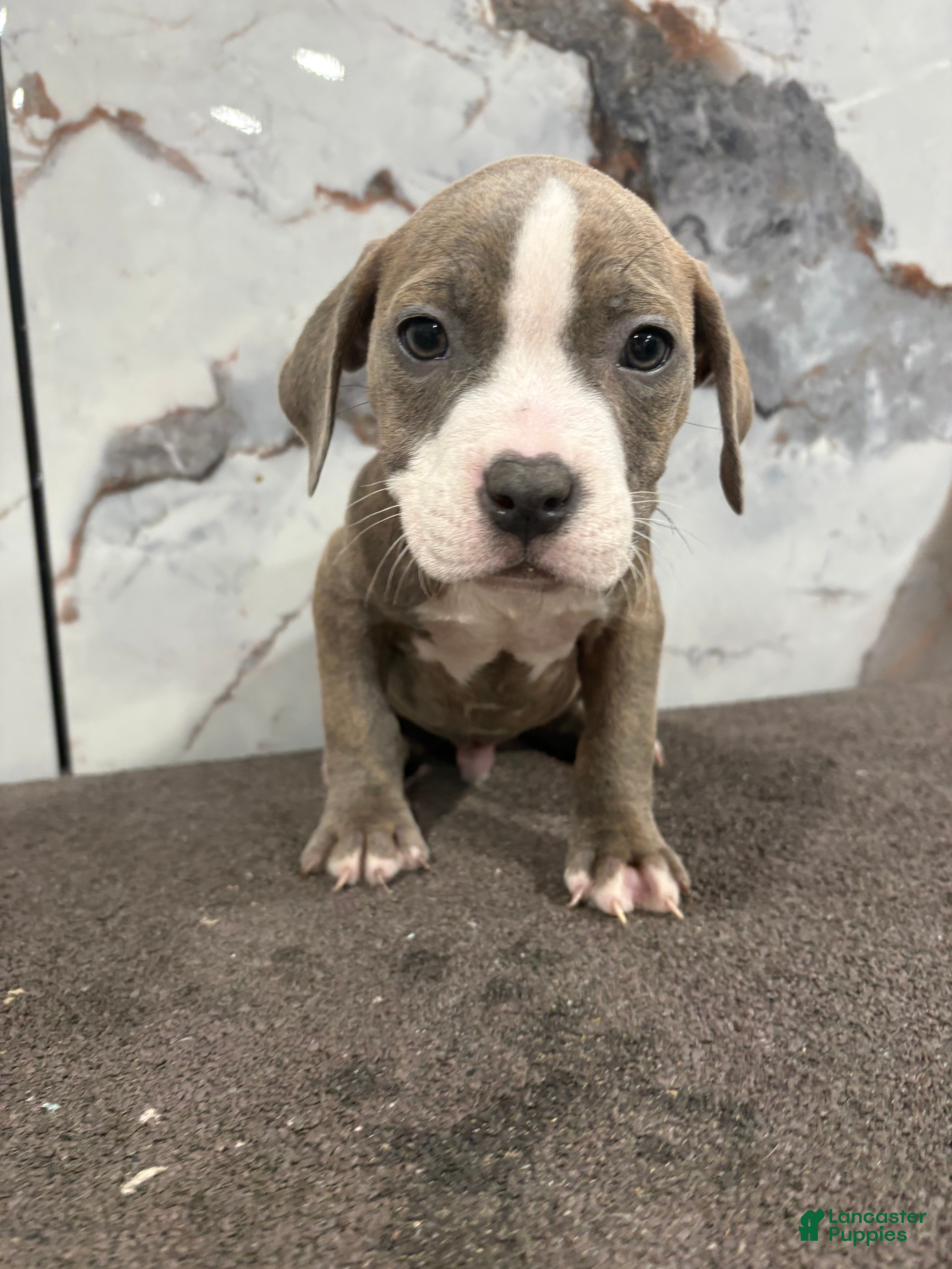 American Bully dogs Brindle  - Ad 1
