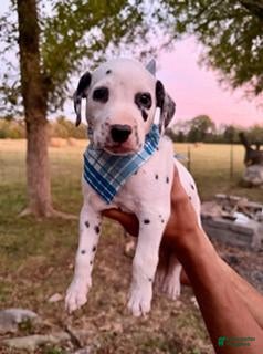 Dalmatian dogs Male 3 - Ad 1