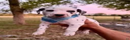 Dalmatian dogs for sale: Male 3 - Ad 2