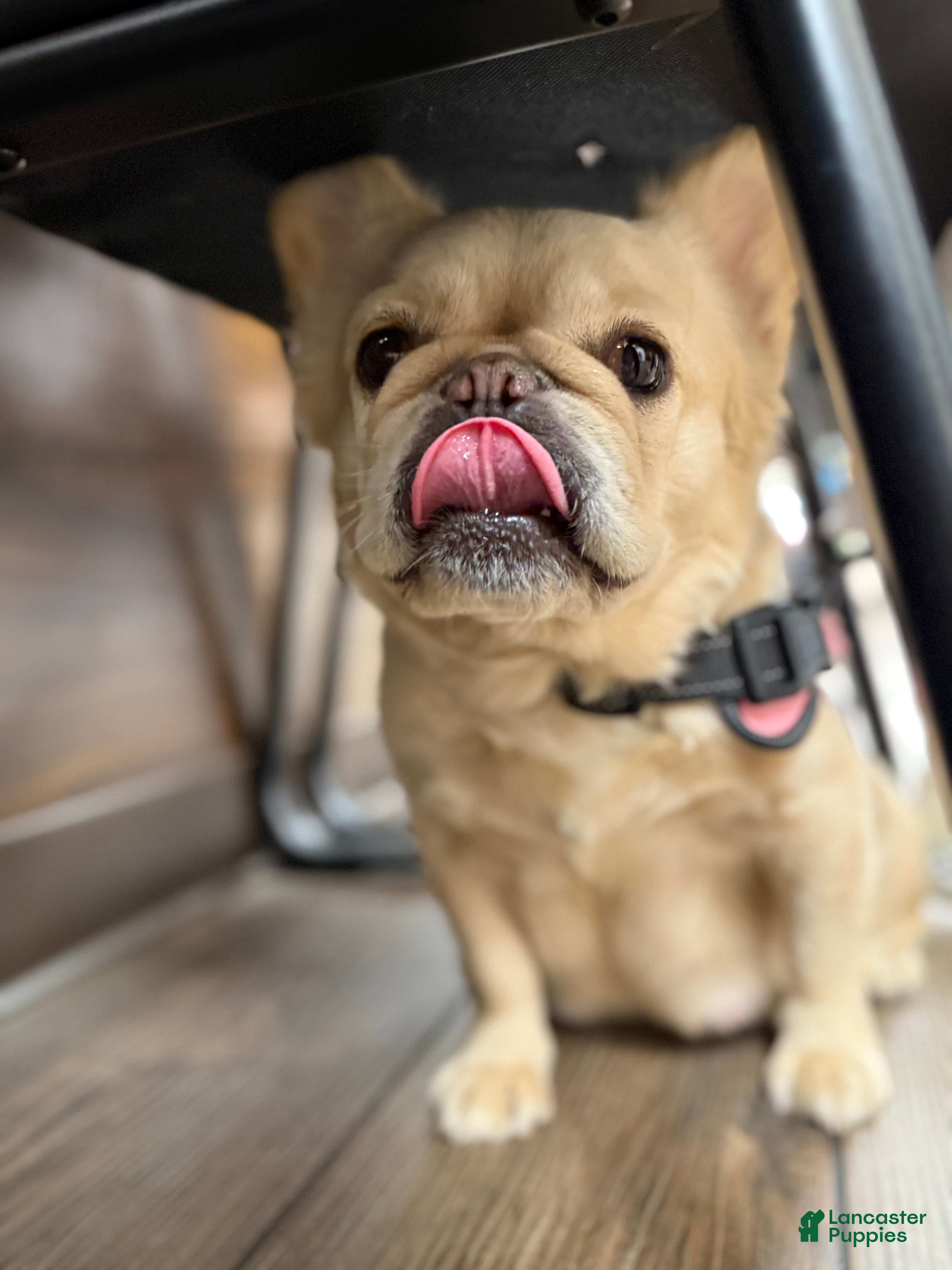 French Bulldog dogs Fluffy French Bulldog Female - Ad 2