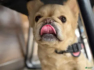 French Bulldog dogs Fluffy French Bulldog Female - Ad 2