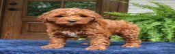 Mini Goldendoodle dogs for sale: Howard  - Ad 4