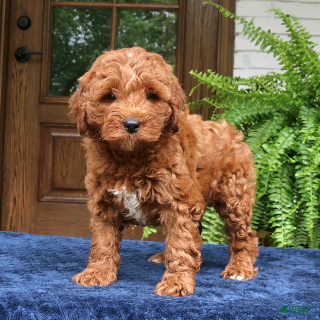 Mini Goldendoodle dogs for sale: Howard  - Ad 4