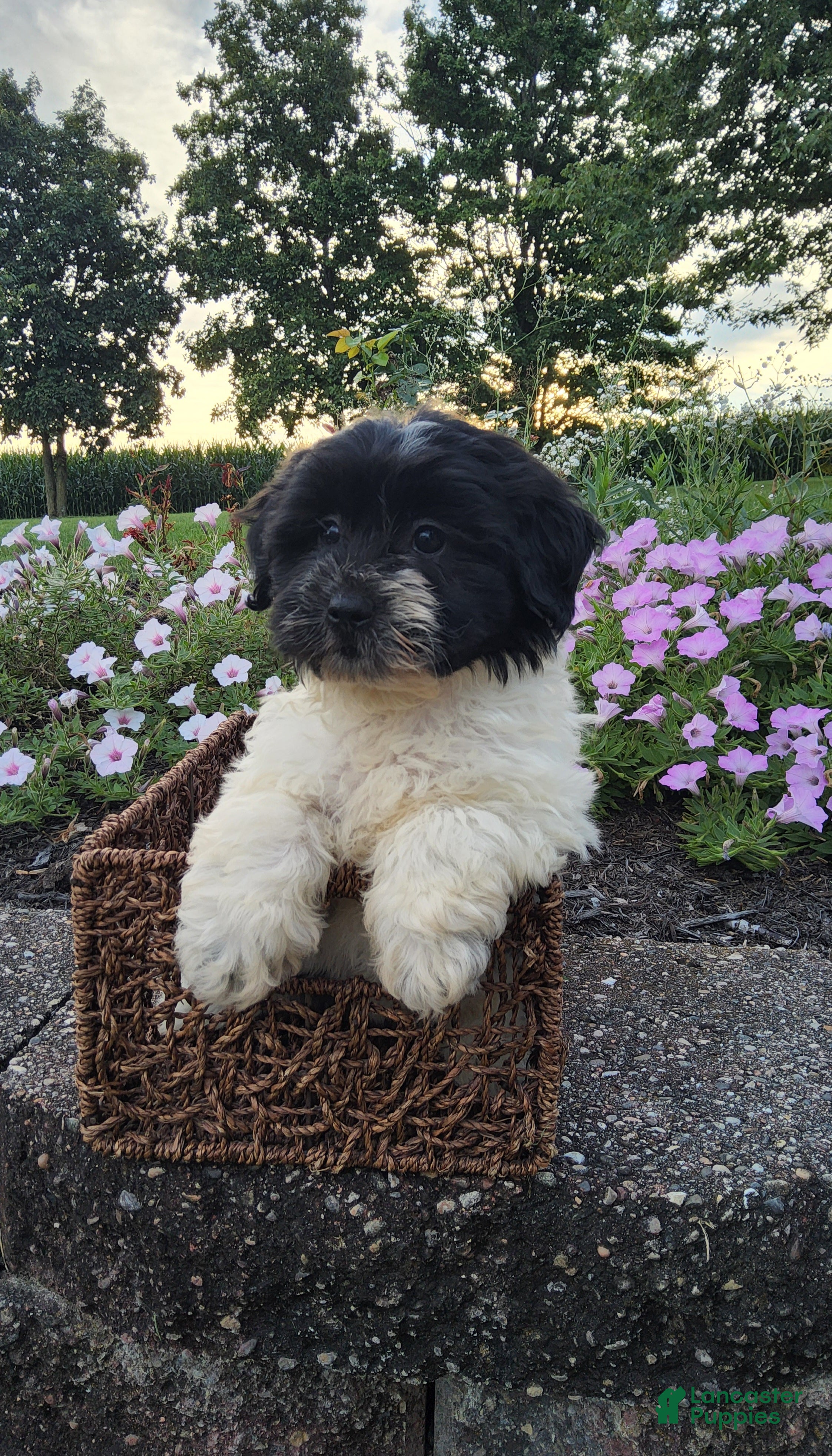 Teddy Bear dogs Candi - Ad 1