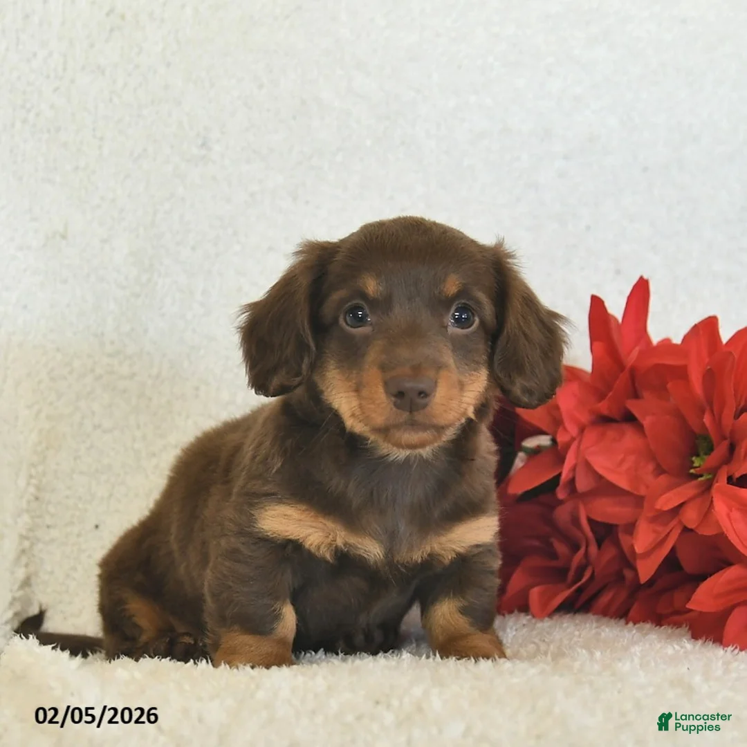 Miniature Dachshund dogs for sale: Oslo  - Ad 3