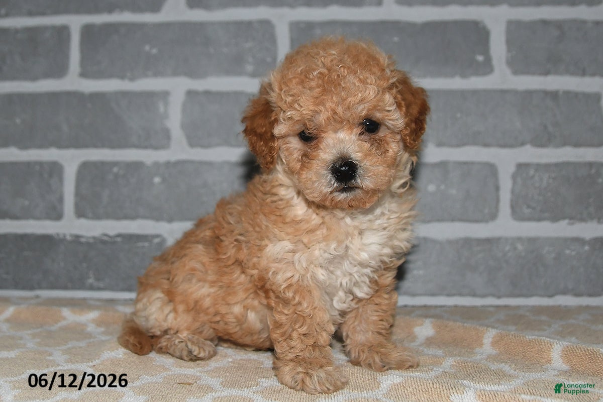 Maltipoo dogs Toby - Ad 1