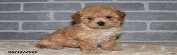 Maltipoo dogs for sale: Toby - Ad 1