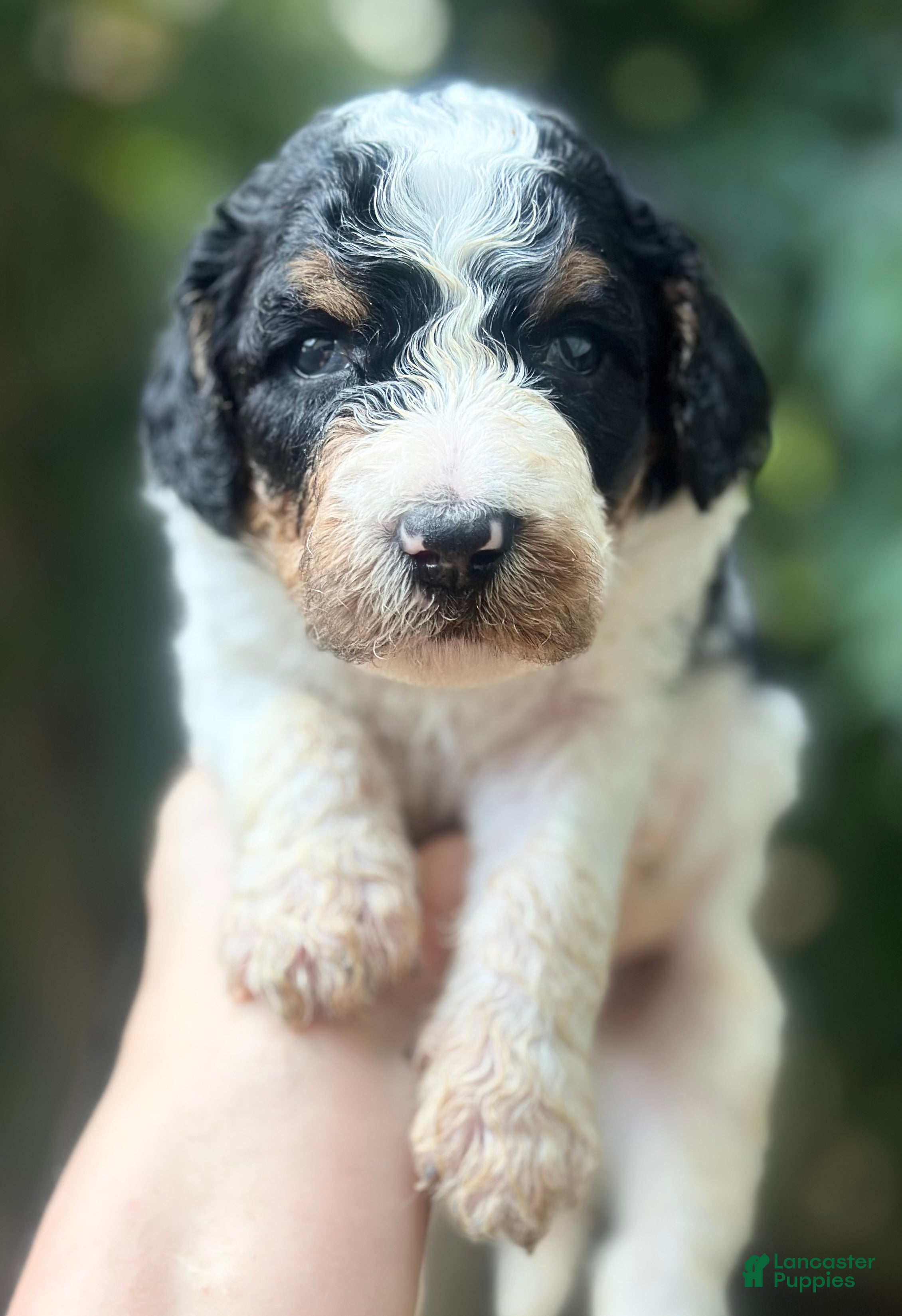 Bernedoodle dogs Male #2 - Ad 1