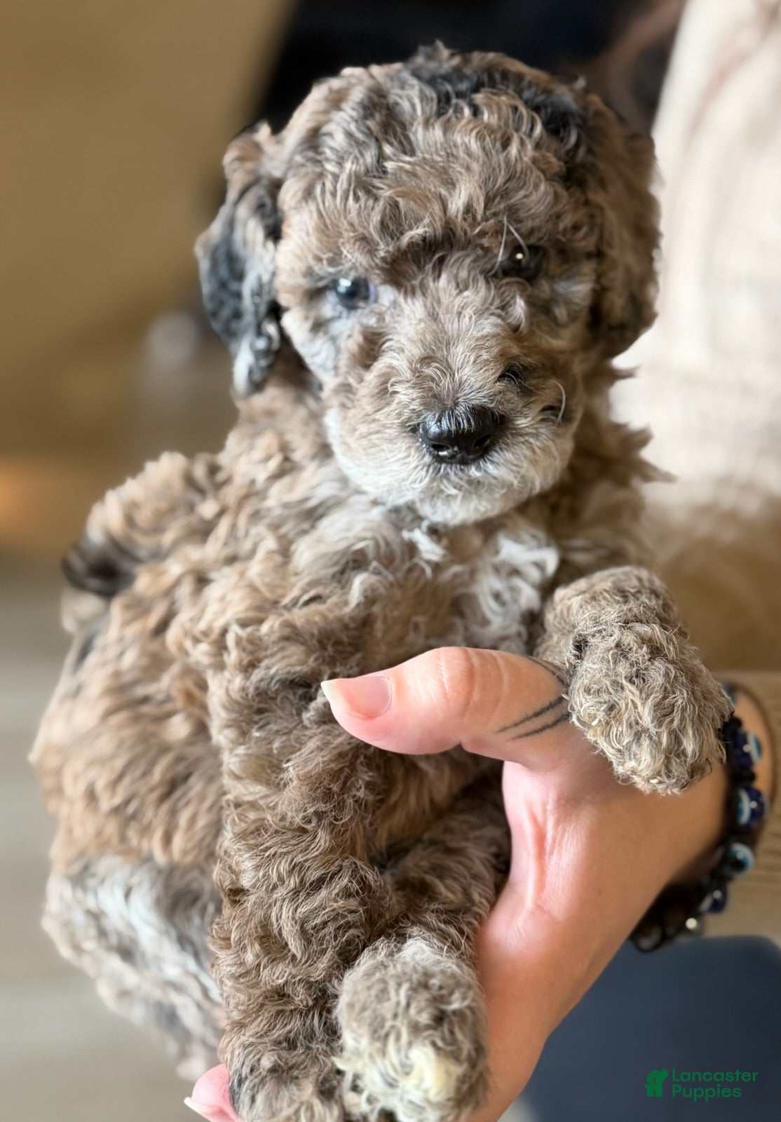 Rolo