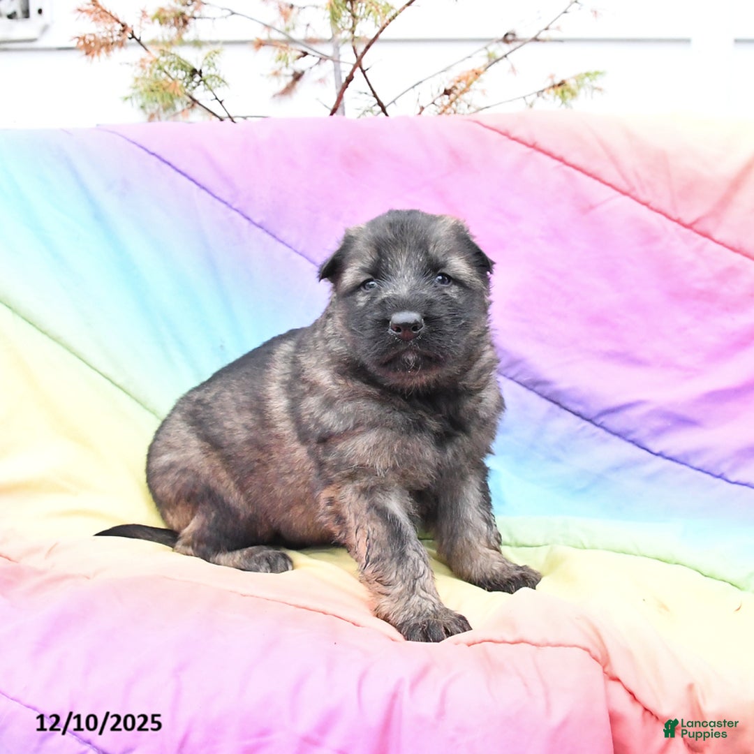 German Shepherd dogs for sale: Levi - Ad 2