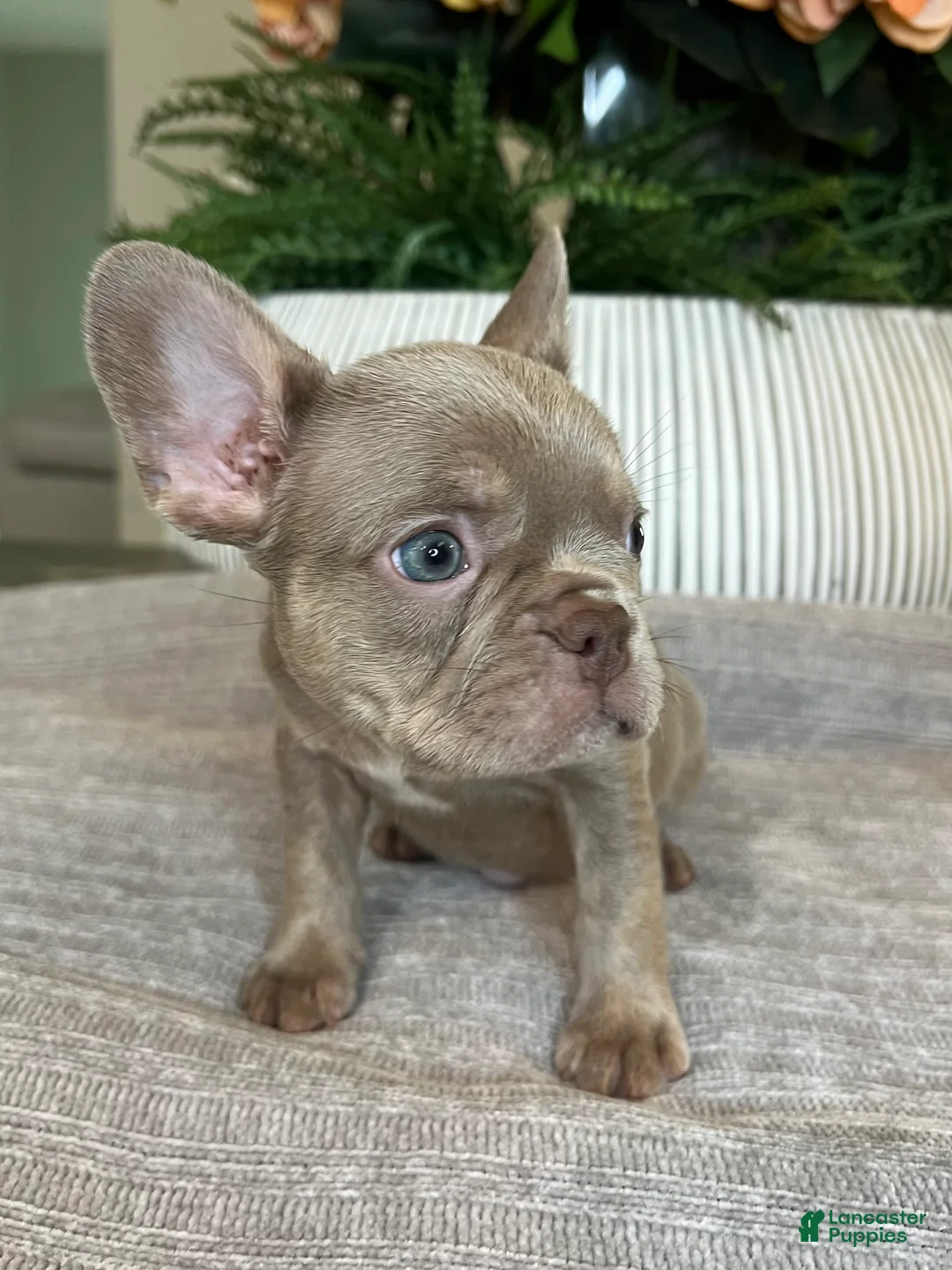 French Bulldog dogs for sale: Celine  - Ad 7