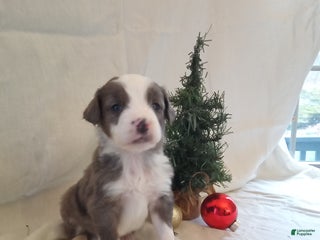 Aussiedoodle dogs Hudson - Ad 24