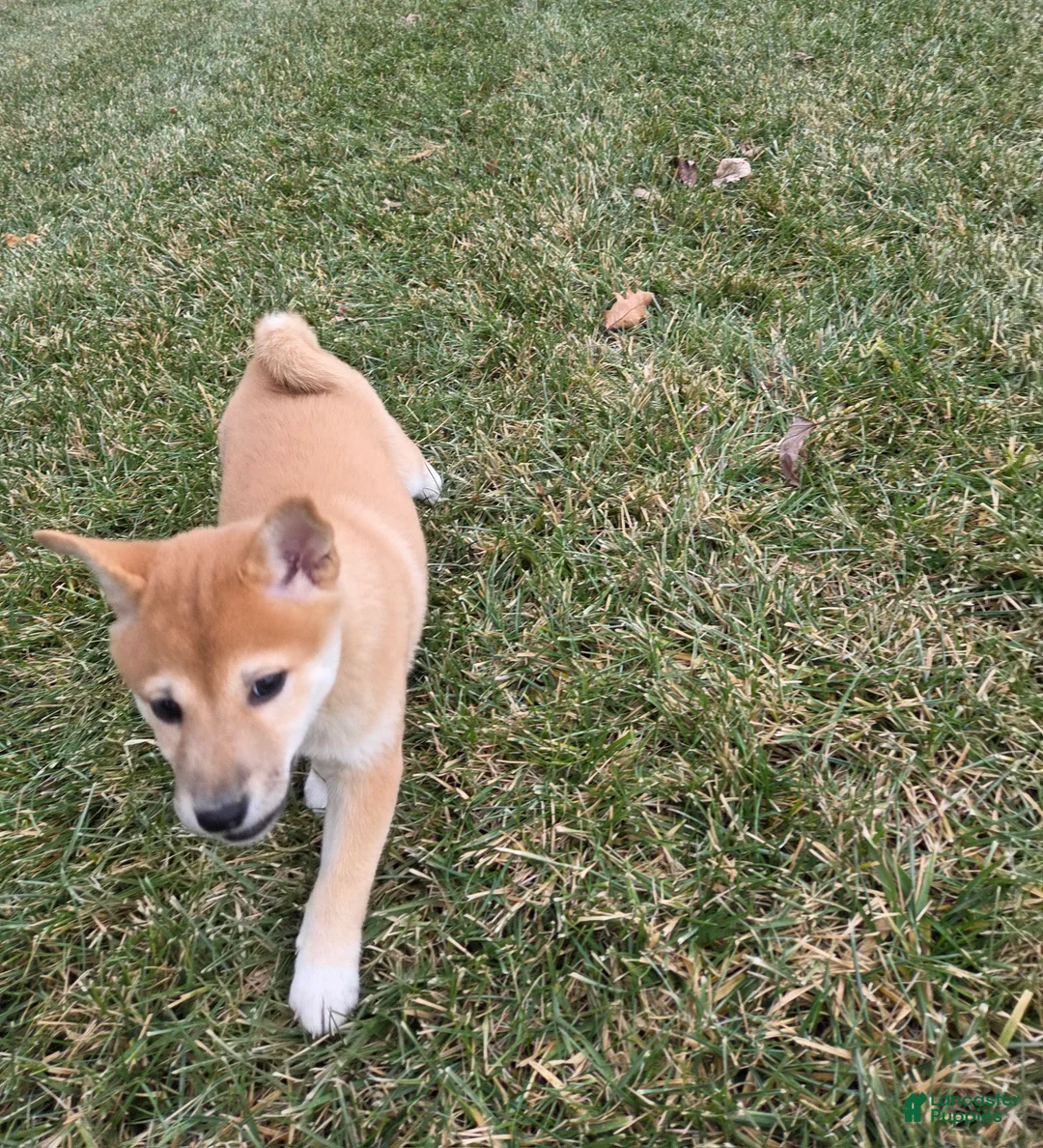 Shiba Inu dogs for sale: Luna - Ad 3