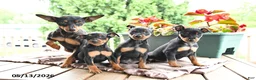 Miniature Pinscher dogs for sale: Frisbee - Ad 5