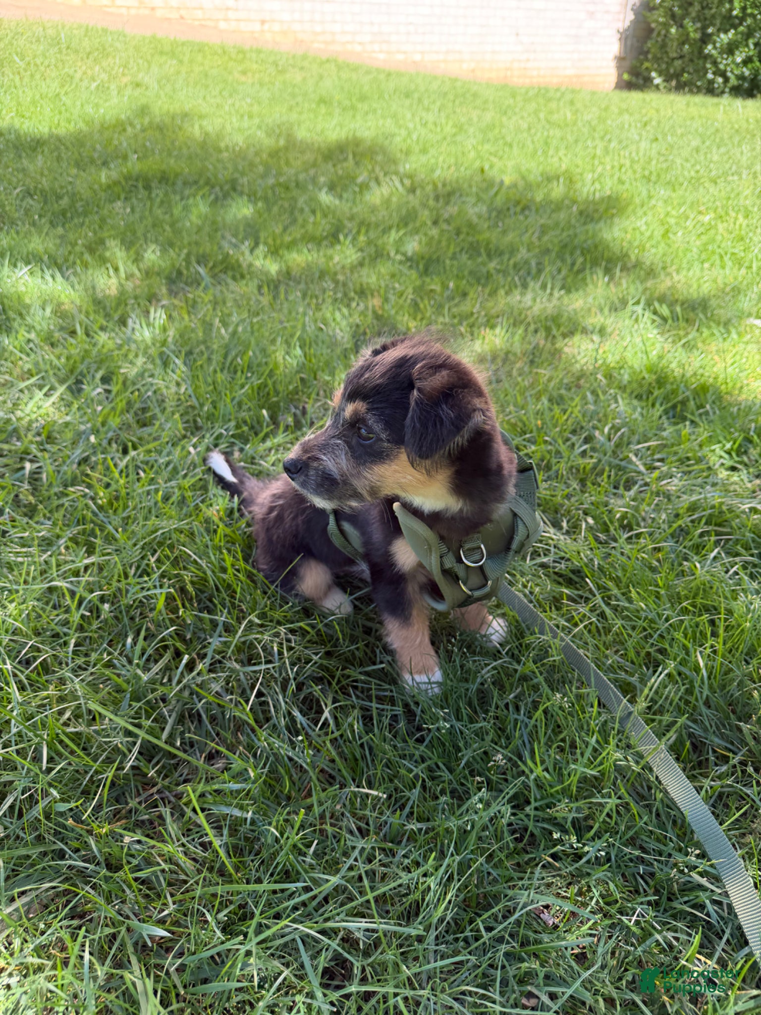 Mixed Breed dogs Blaze  - Ad 2