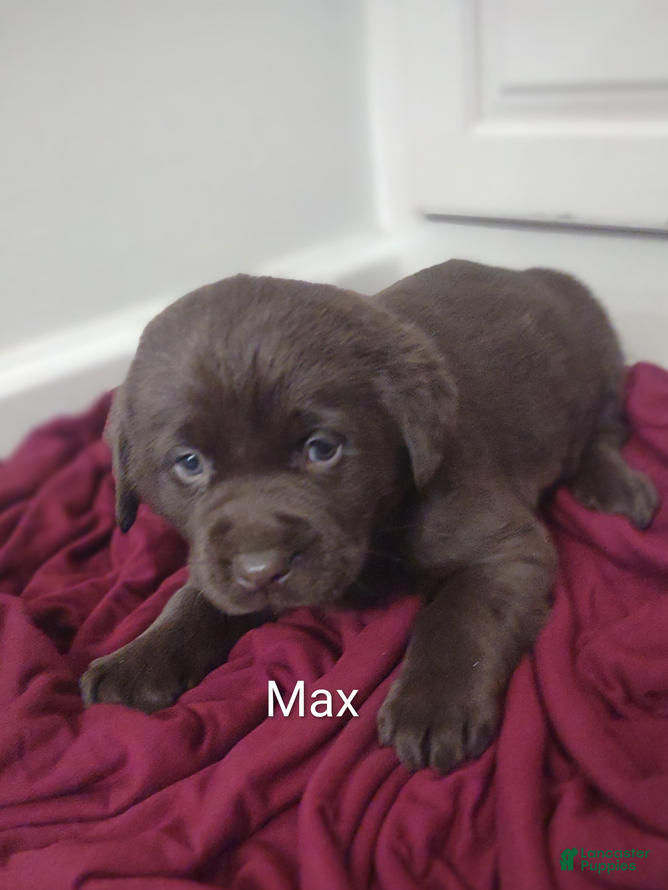 Labrador Retriever dogs Max - Ad 36