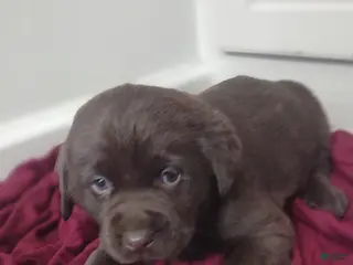 Labrador Retriever dogs Max - Ad 36