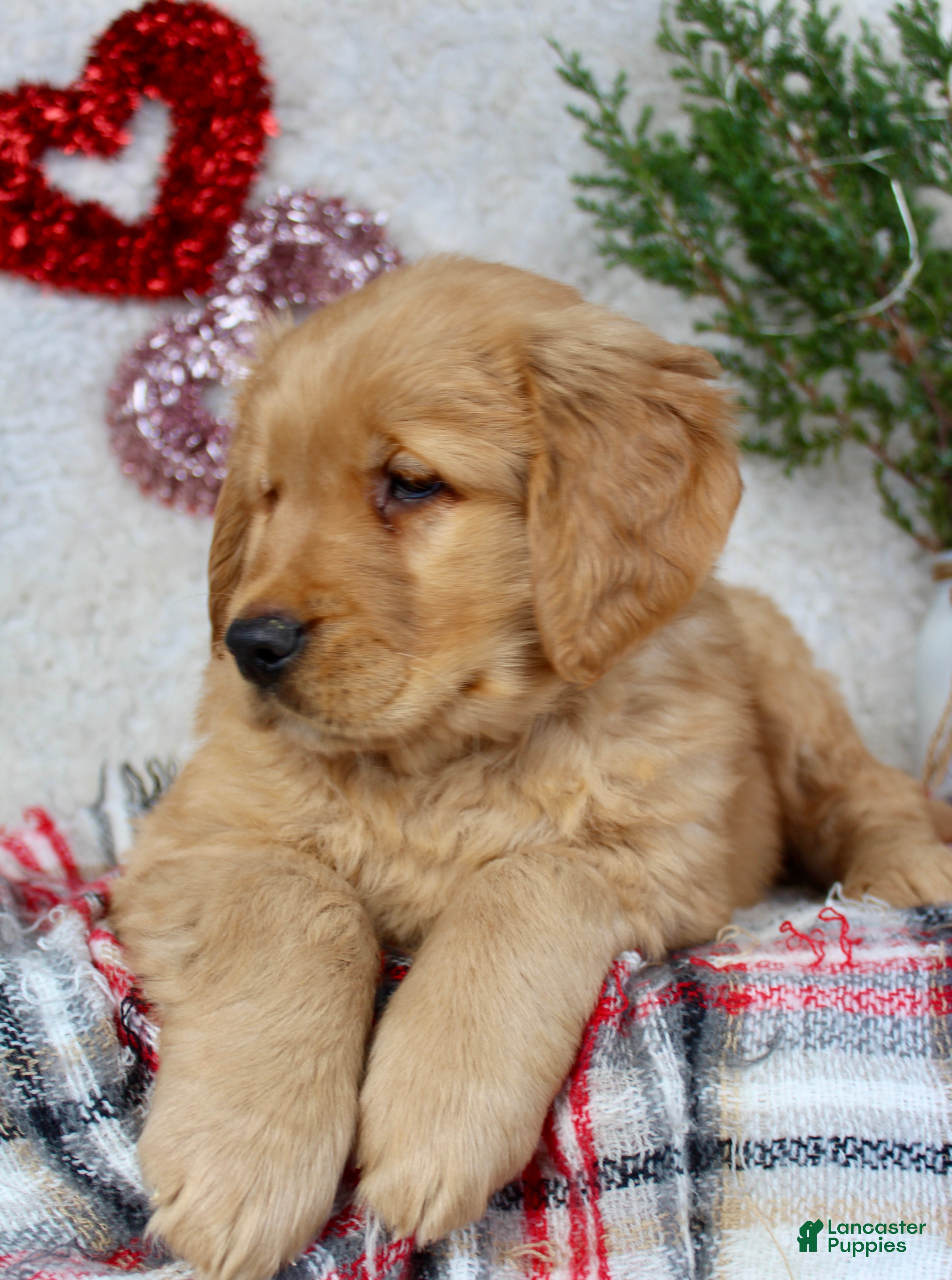 Golden Retriever dogs Tommy - Ad 2