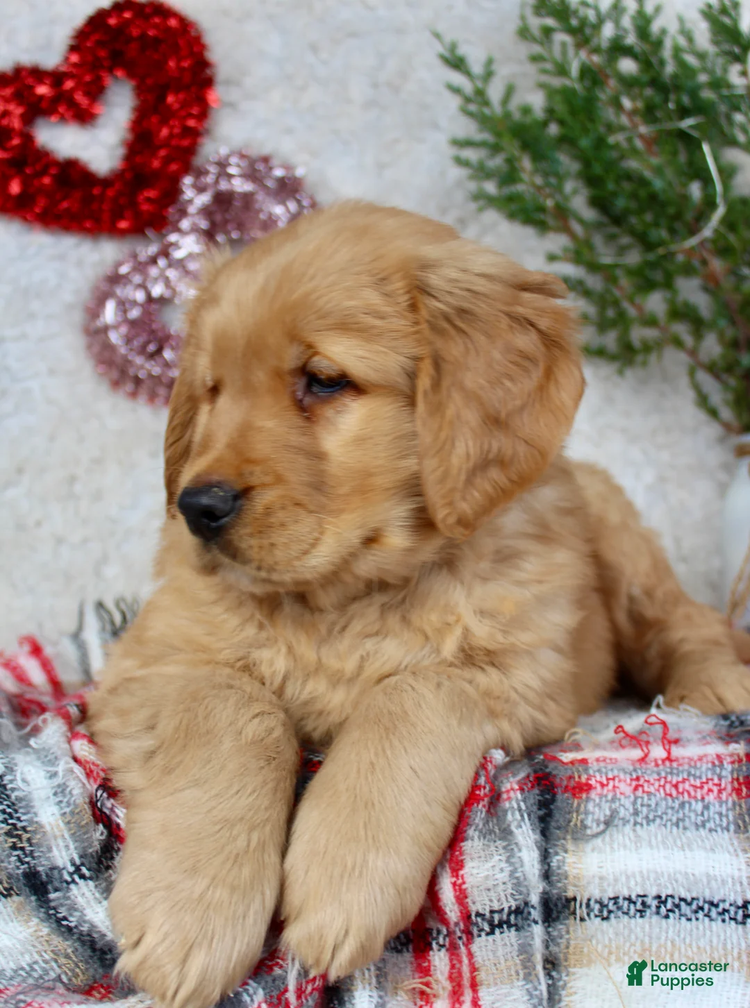 Golden Retriever dogs for sale: Tommy - Ad 2