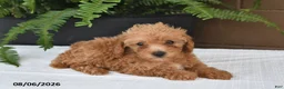 Toy Poodle dogs for sale: Dolly - Ad 4