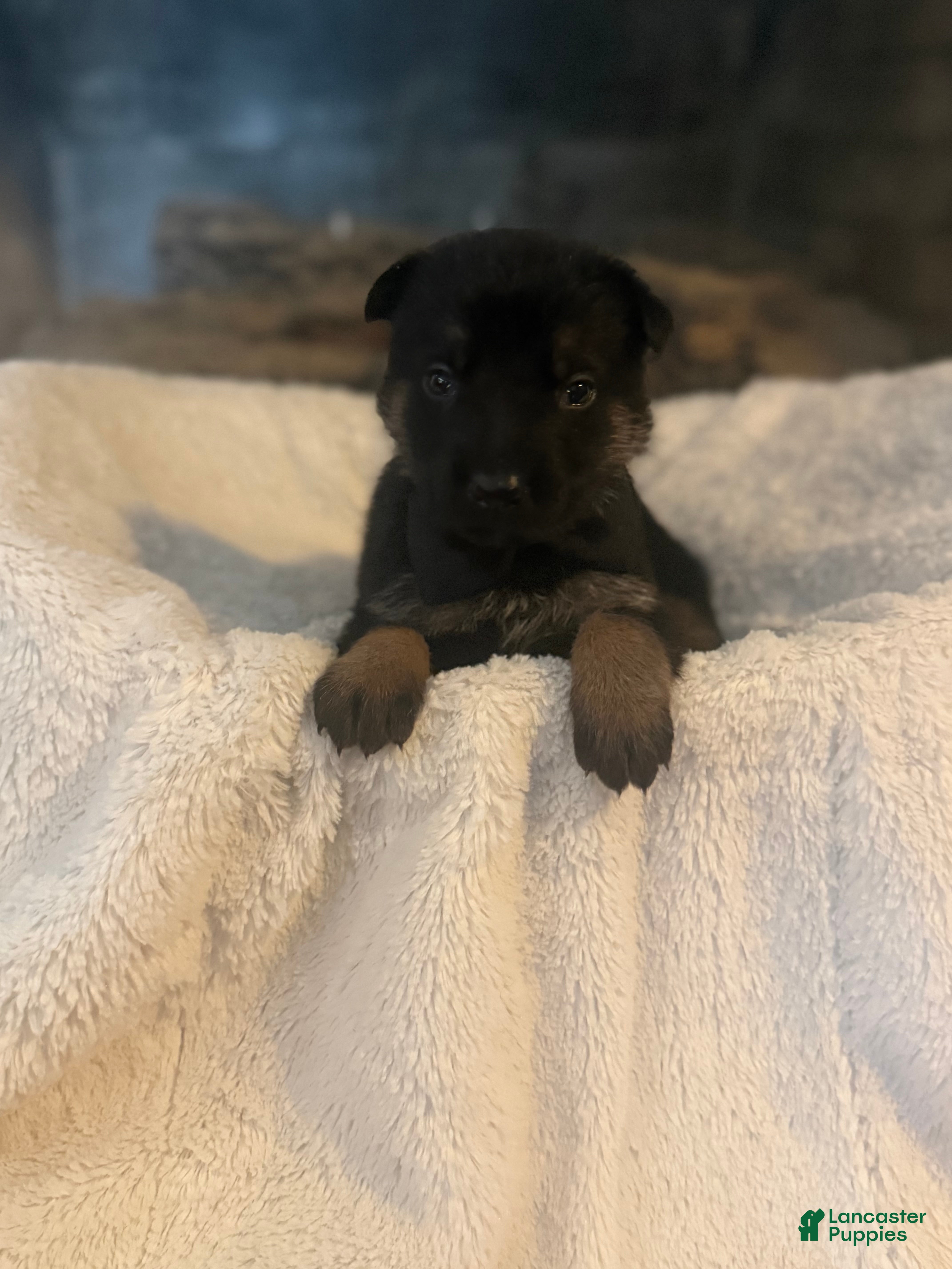 German Shepherd dogs Royce - Ad 32