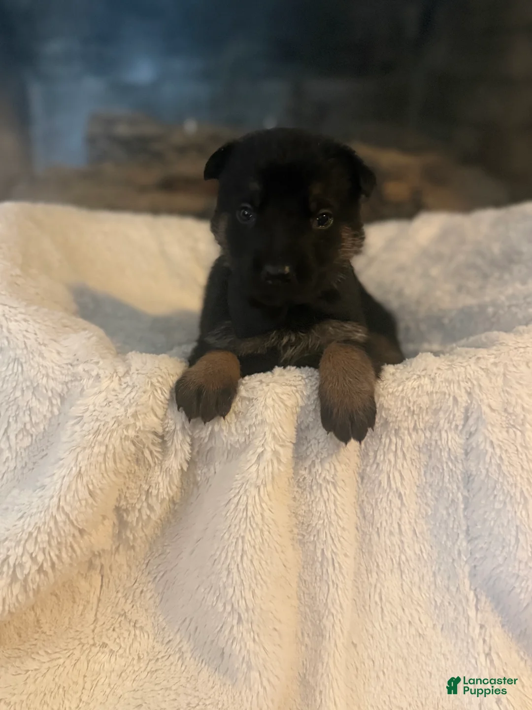 German Shepherd dogs for sale: Royce - Ad 1