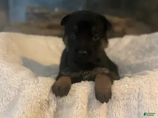 German Shepherd dogs Royce - Ad 14