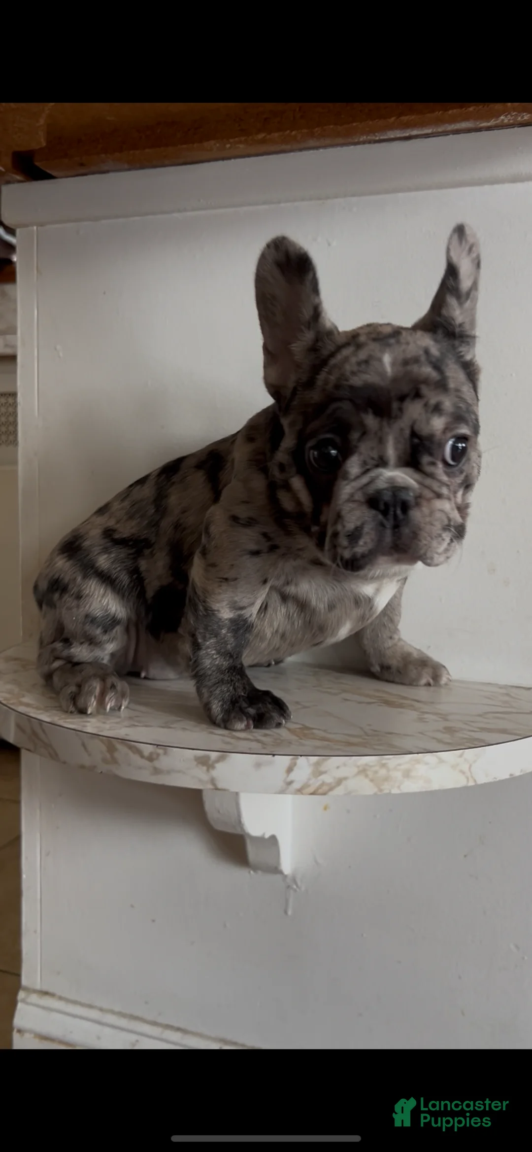 French Bulldog dogs for sale: French Bulldog Puppy 5 - Ad 4