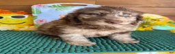 Miniature Labradoodle dogs for sale: Speck - Ad 2