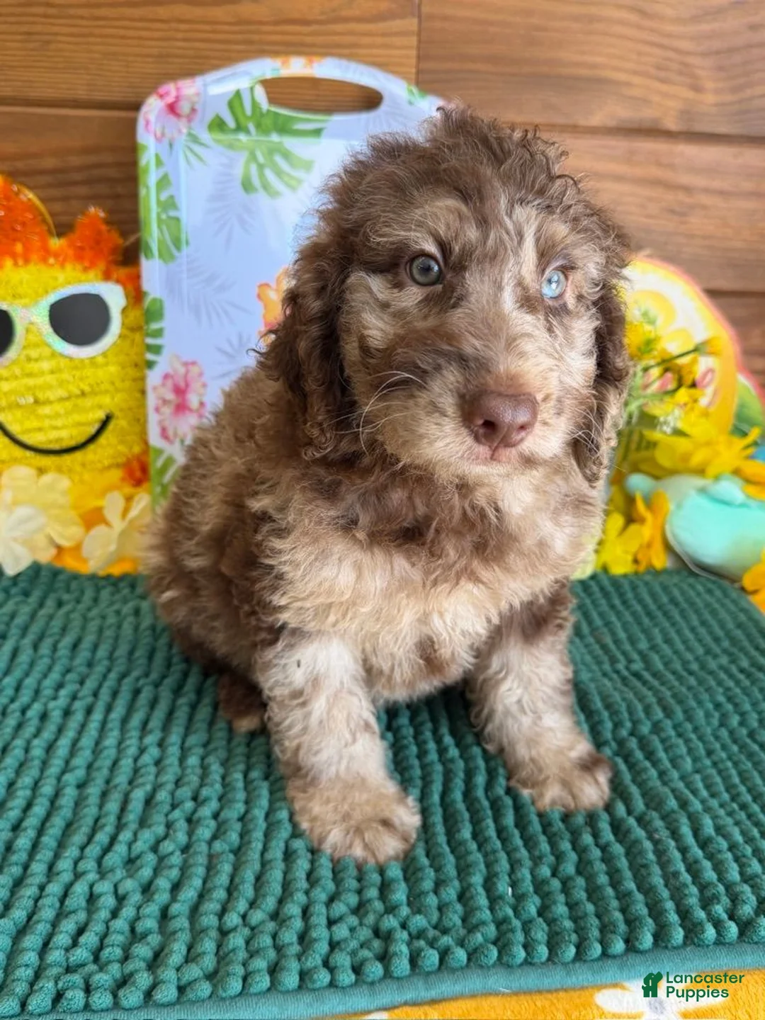 Miniature Labradoodle dogs for sale: Speck - Ad 2