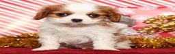 Cavalier King Charles Spaniel dogs for sale: Bingo - Ad 1