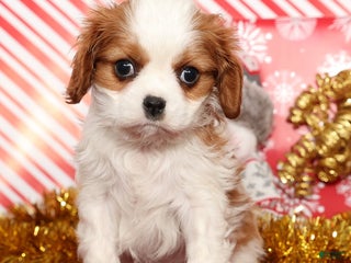 Cavalier King Charles Spaniel dogs Bingo - Ad 12