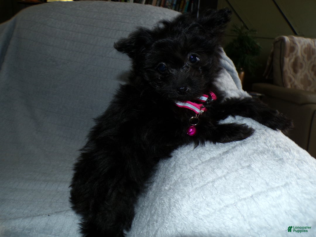 Pomapoo dogs for sale: Pomapoo Puppy 2 Bailey - Ad 2