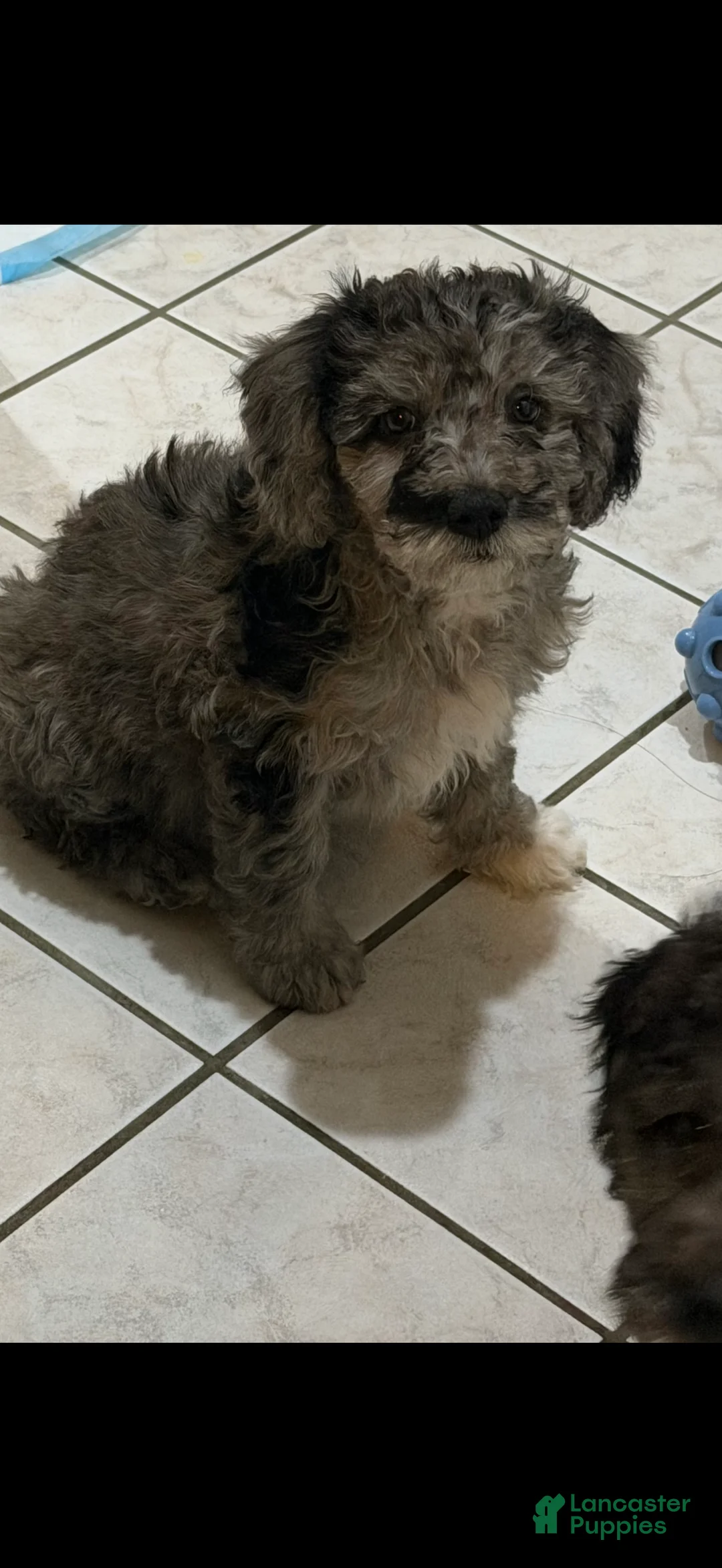 Mini Goldendoodle dogs for sale: Mini Goldendoodle Puppy 5 - Ad 2