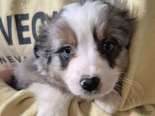 Toy Australian Shepherd dogs Toy Australian Shepherd Puppy 2 - Ad 4