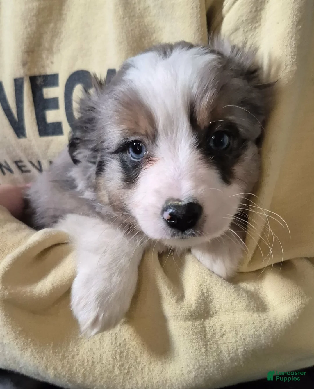Toy Australian Shepherd dogs for sale: Toy Australian Shepherd Puppy 2 - Ad 6